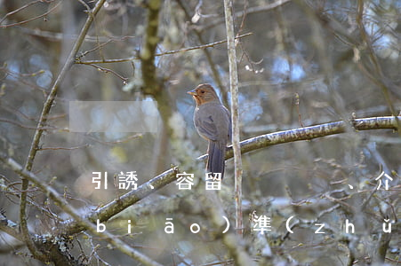 引誘、容留、介紹賣淫罪立案標(biāo)準(zhǔn)_2021引誘、容留、介紹賣淫罪量刑標(biāo)準(zhǔn)和認(rèn)定構(gòu)成要件